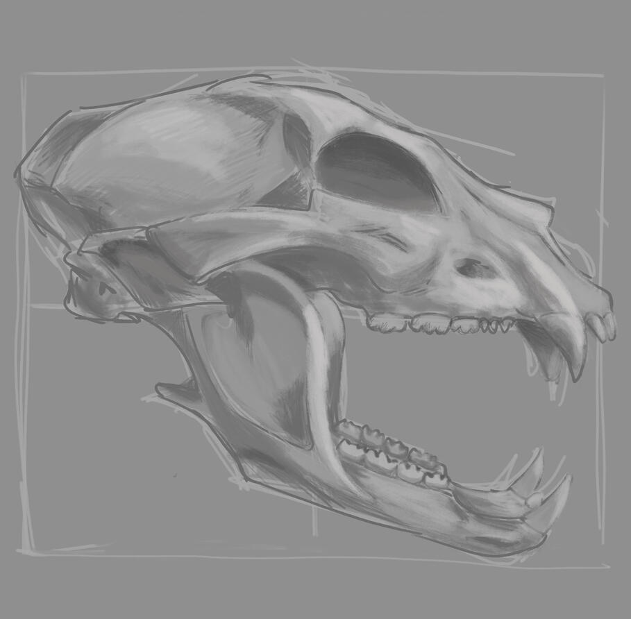 Bear skull - school assignment to showcase realism